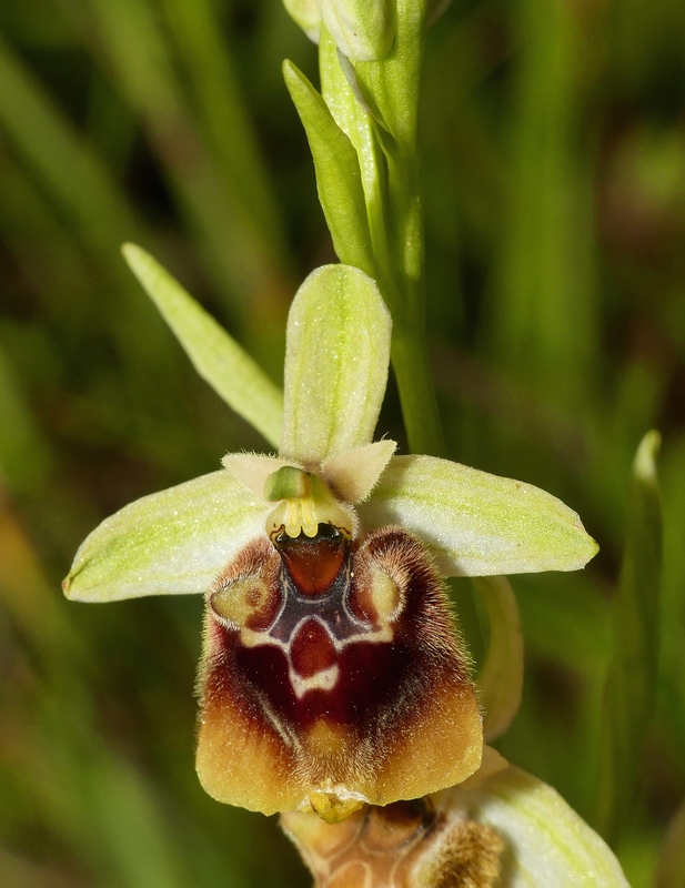 Ophrys lacaitae tra introgressioni e forme ibride � Molise 2023.